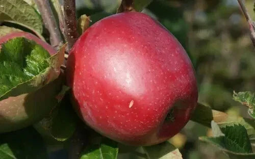 Northern Spy Apple Seeds - 25+ Heirloom Malus domestica Seeds for Garden Planting USA