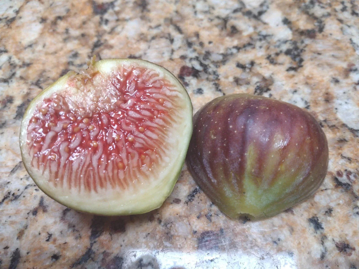 Amore Fig Tree Cuttings - 2 Healthy Ficus carica Fruit Plants for Home Garden and Containers