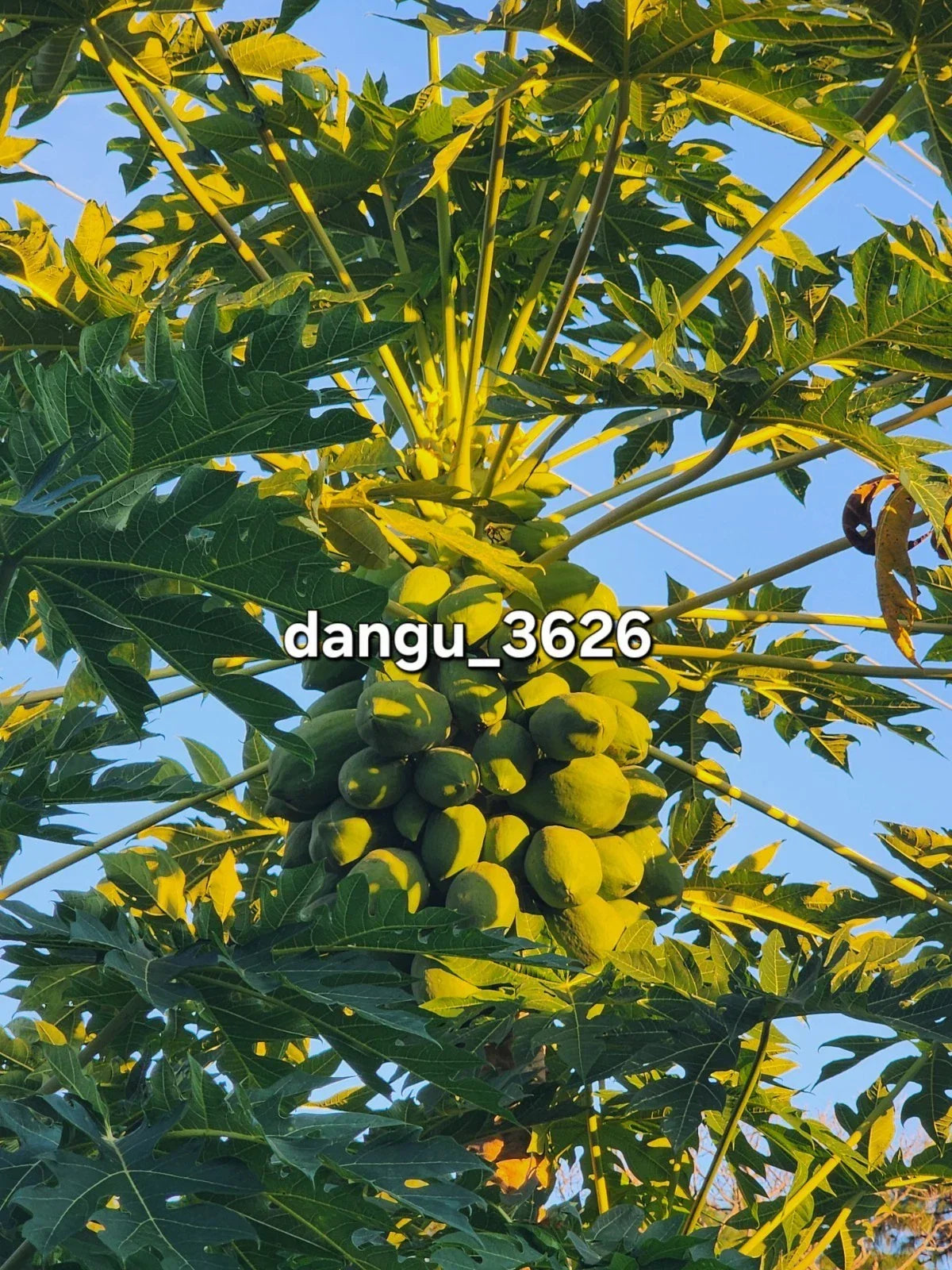 Hawaiian Papaya Tree Live Plant 5-10 Inches Carica papaya Tropical Fruit Tree with Sweet Gold Fruit
