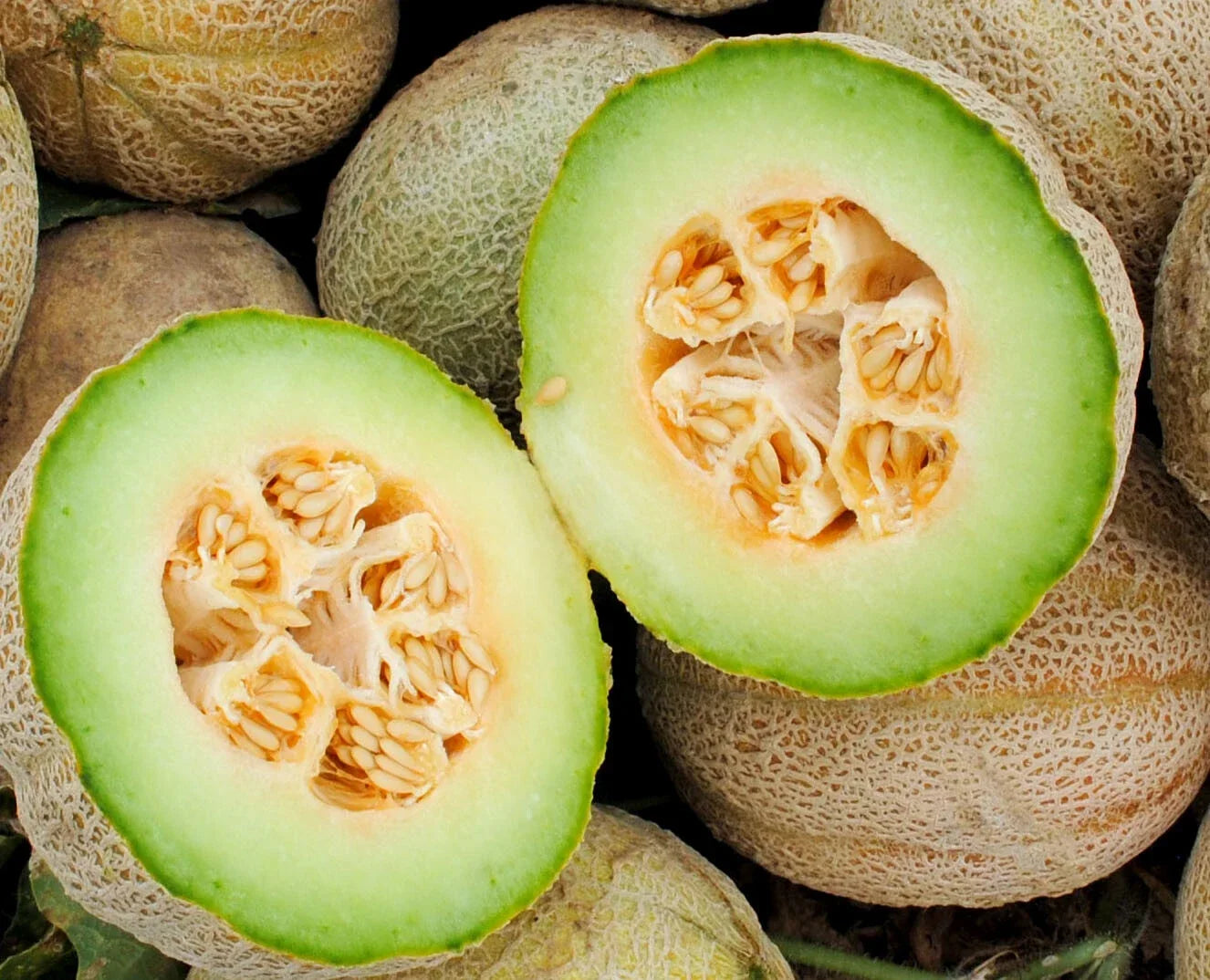 Rocky Ford Cantaloupe Seeds - 50+ Green Flesh Eden Gem Melon, Cucumis melo, Vining, Open-Pollinated, Non-GMO Seed Pack