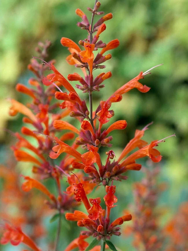 Red Hyssop Seeds - 100 Pack, Agastache perennials for pollinator gardens, vibrant red blooms, drought-resistant, full sun, US seller