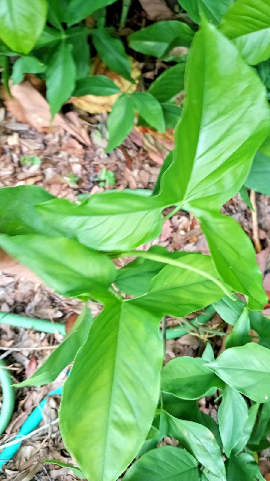 Rooted Arrowhead Plant, Syngonium Podophyllum, Air-Purifying Houseplant, Bare Root Starter, Easy-Care Indoor Plant