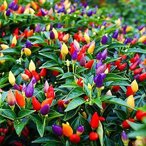 5 Color Pepper Plant Seeds | 25+ Exotic Capsicum annuum Seeds for Garden
