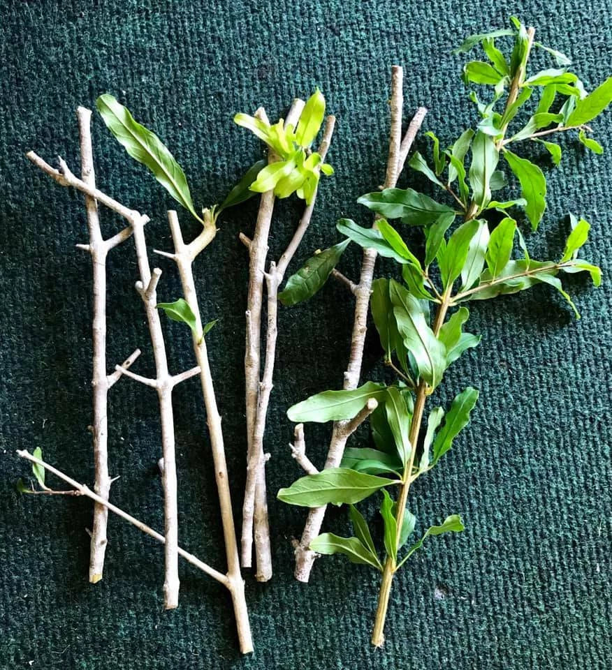 8 Organic Pomegranate Cuttings โ Unrooted 9โ Stems for Propagation โ Punica granatum โ Fruit Tree Starts โ Heirloom Variety