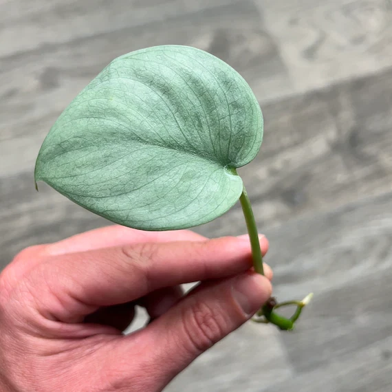 Silver Hero Satin Pothos Cutting | Trailing Indoor Plant | Scindapsus pictus | Propagation Ready