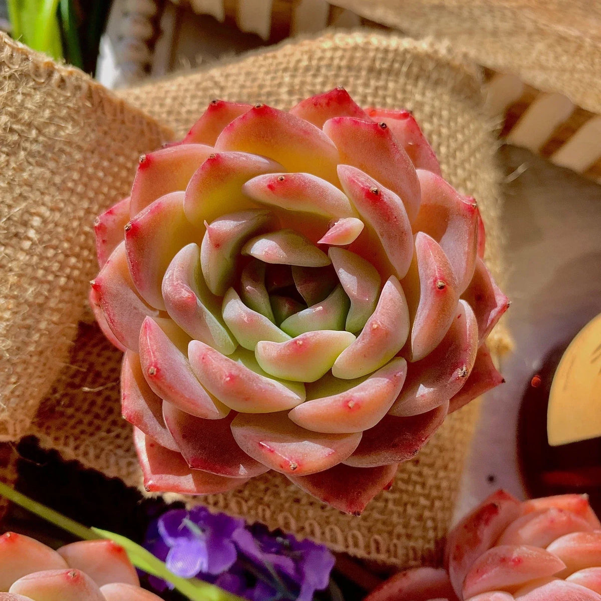 Rare Live Echeveria ‘Little Beauty’ Succulent Plant – Compact Rosette, Easy Care, Bare Root Starter for Indoor & Outdoor Gardens