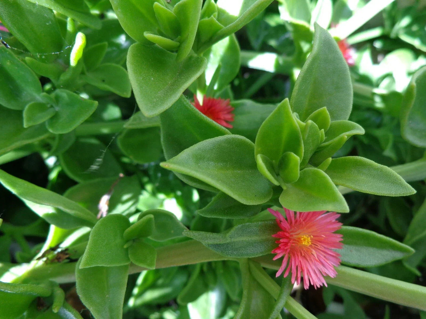 Aptenia cordifolia Baby Sun Rose Cuttings – 20 Succulent Propagation Plants with Red/Pink Flowers