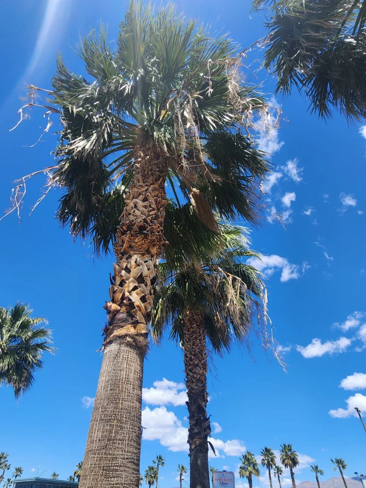 Washingtonia Hybrid Fan Palm Seeds - 25 Fresh Fall 2024 Seeds, Robusta/Filifera Variety