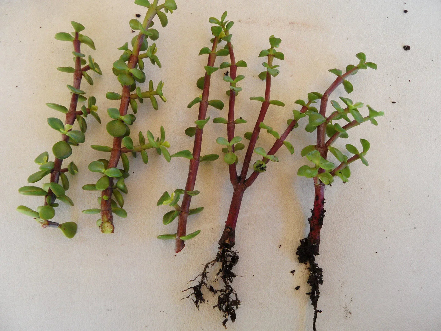 Portulacaria afra Succulent Plants Set – 7 Rooted + 5 Cuttings – Spekboom Fleshy Foliage for Indoor & Outdoor Gardens