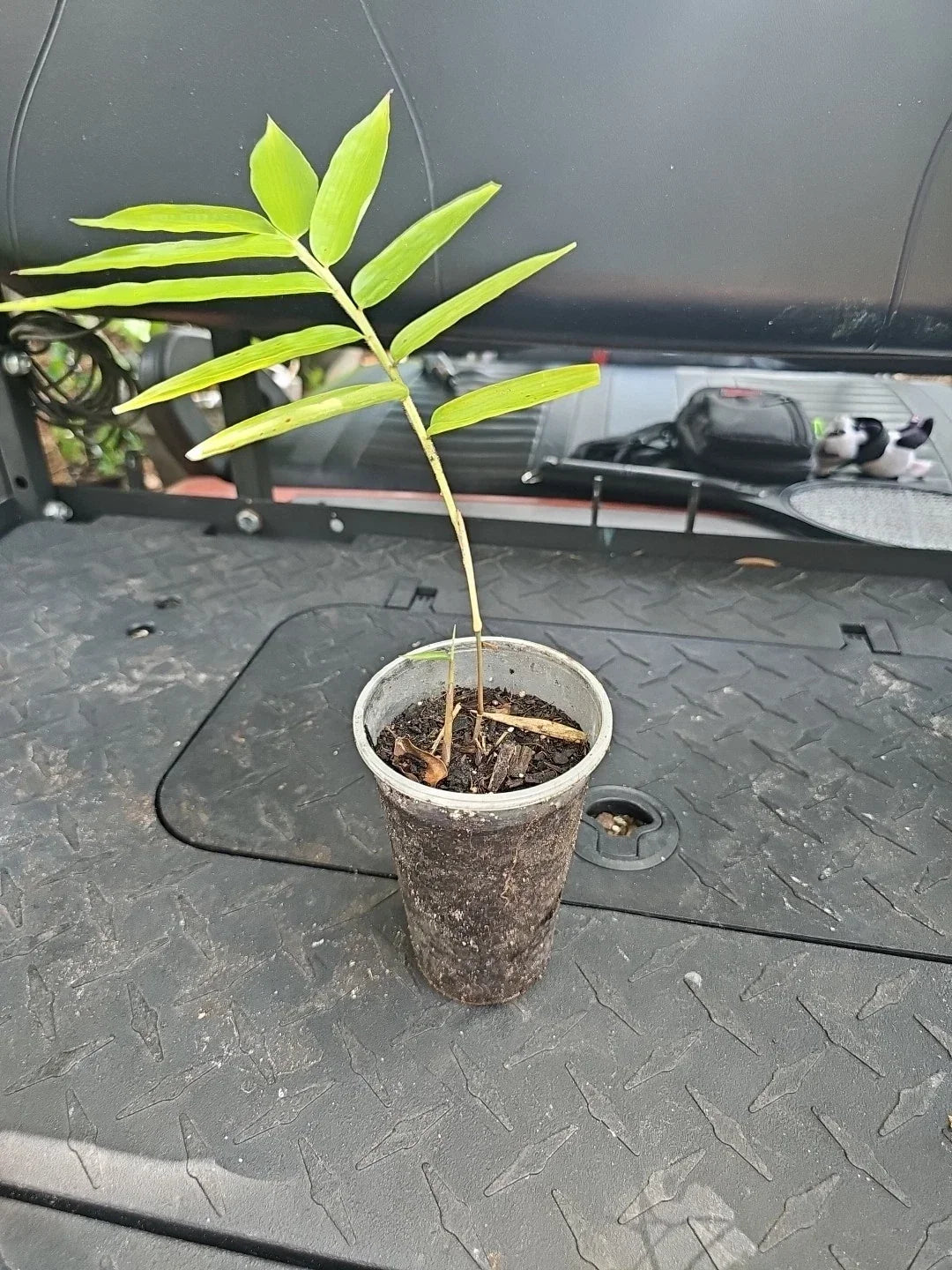 Dendrocalamus Giganteus Bamboo Seedling 3" Pot Live Plant Green Tropical Garden Privacy Screen