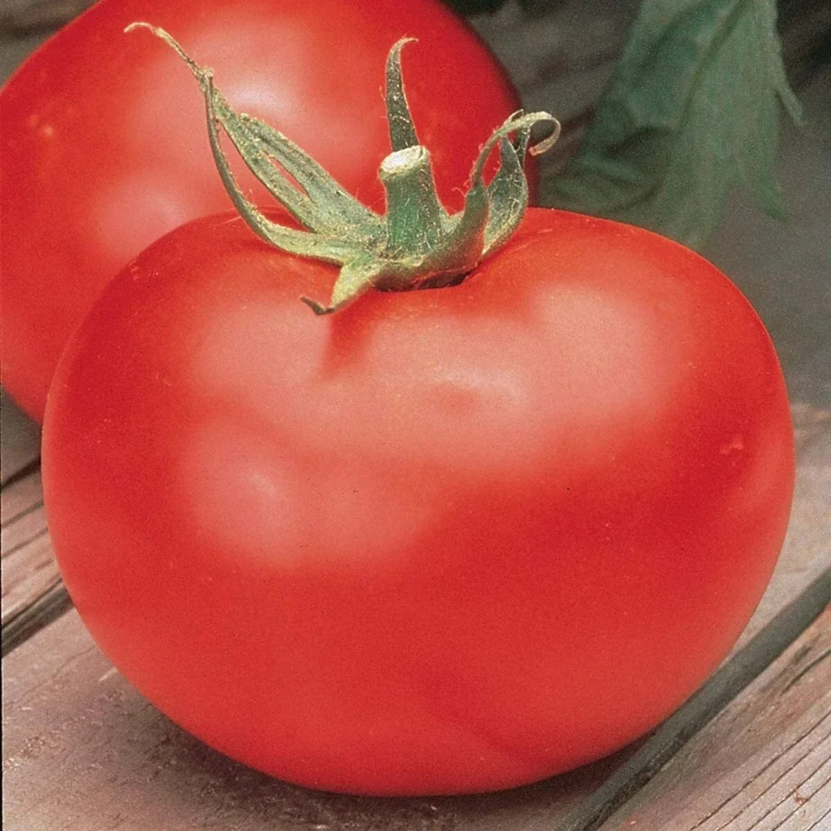 Celebrity Tomato Seeds – Heirloom Solanum lycopersicum for Home Gardening, Juicy Medium Tomatoes, Easy to Grow Seed Pack