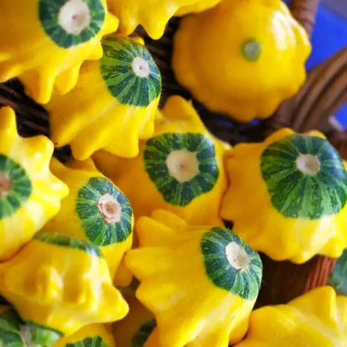 Patty Pan Squash Seeds - Yellow and Green Bicolor Bush Scallop - Cucurbita pepo 2025 Planting