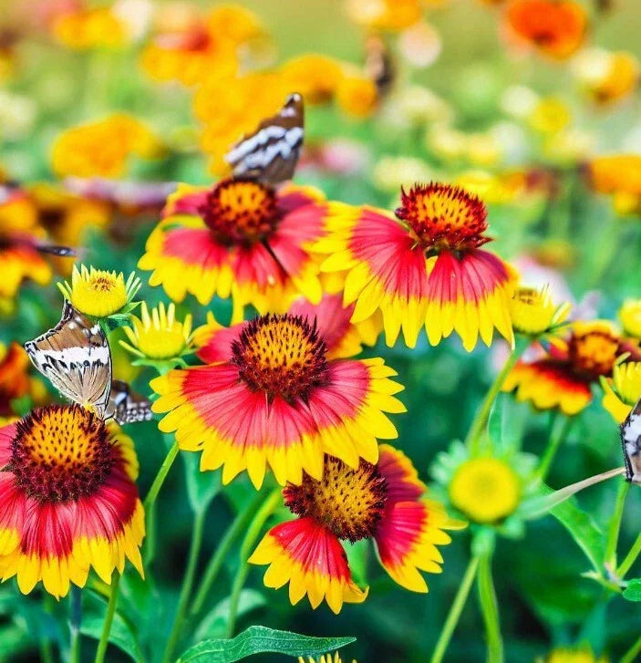 Gaillardia pulchella Flower Seeds - Indian Blanket Variety, Bright Red and Yellow Blooms, Butterfly and Bee Attractant, Wildflower Seeds
