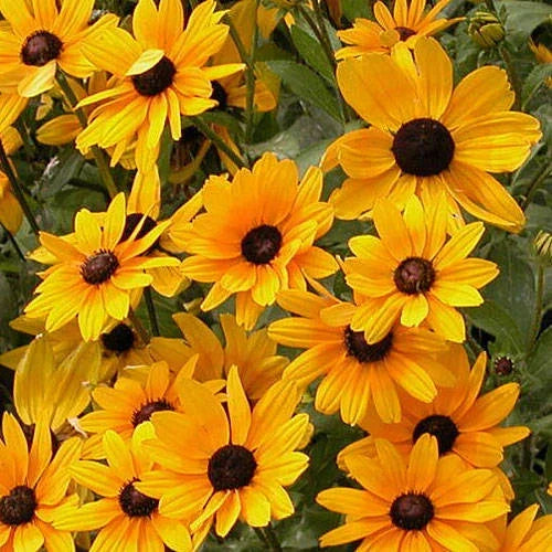 Black Eyed Susan Plant Seeds - Rudbeckia hirta, Full Sun, Butterfly Attracting