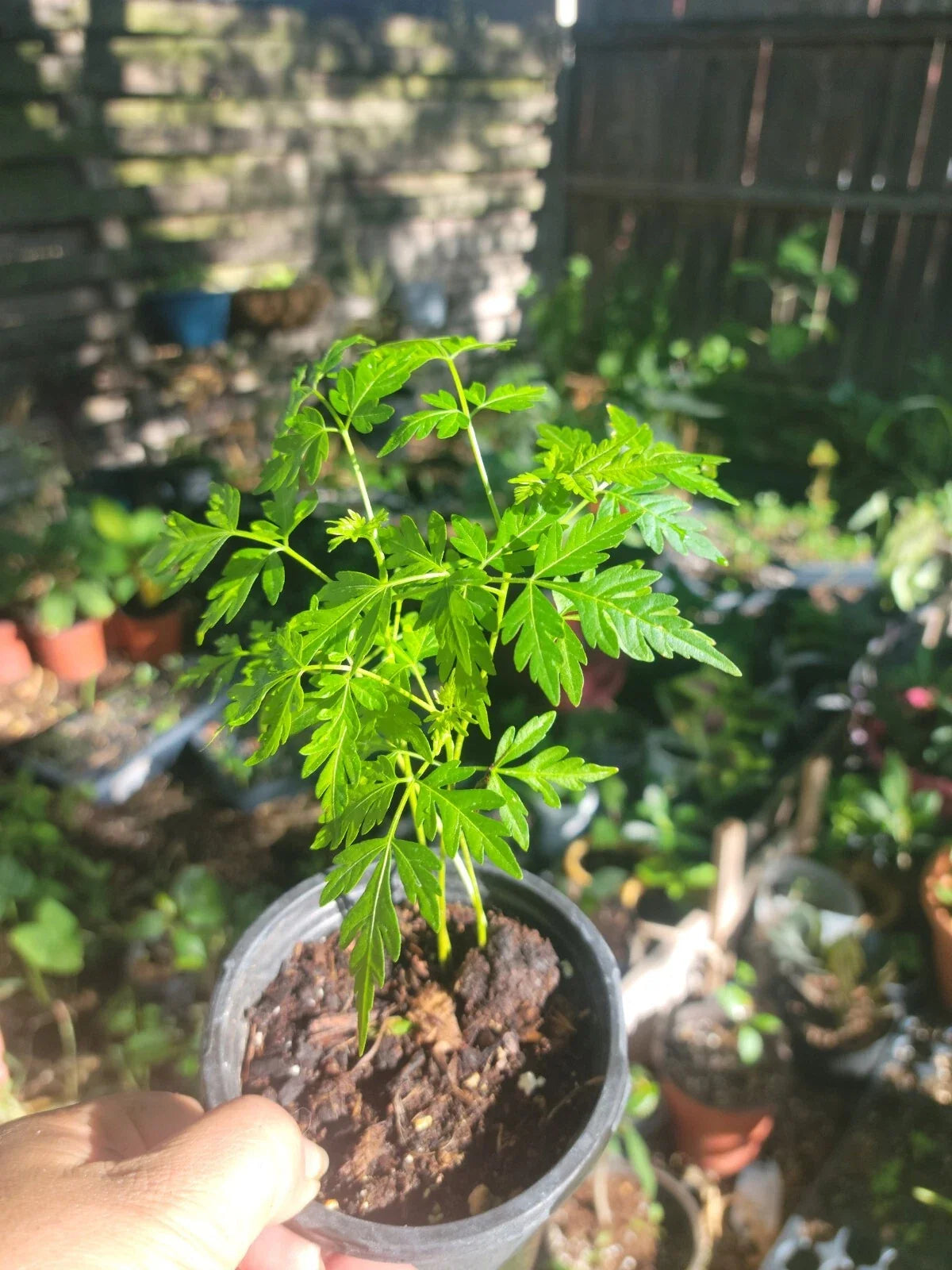 Chinaberry Tree Starter Plant - Fast Growing Melia azedarach with Fragrant Purple Flowers