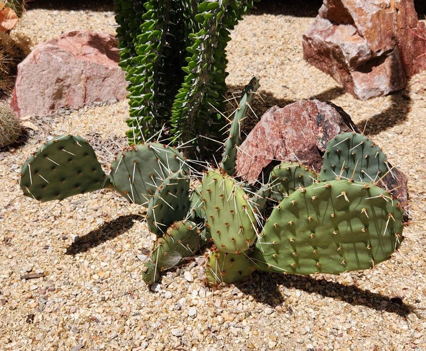 Opuntia Macrorhiza Plains Prickly Pear Cactus Pad Cutting - Arizona Succulent Plant, Low-Water Xeriscape, Cactus for Gardening