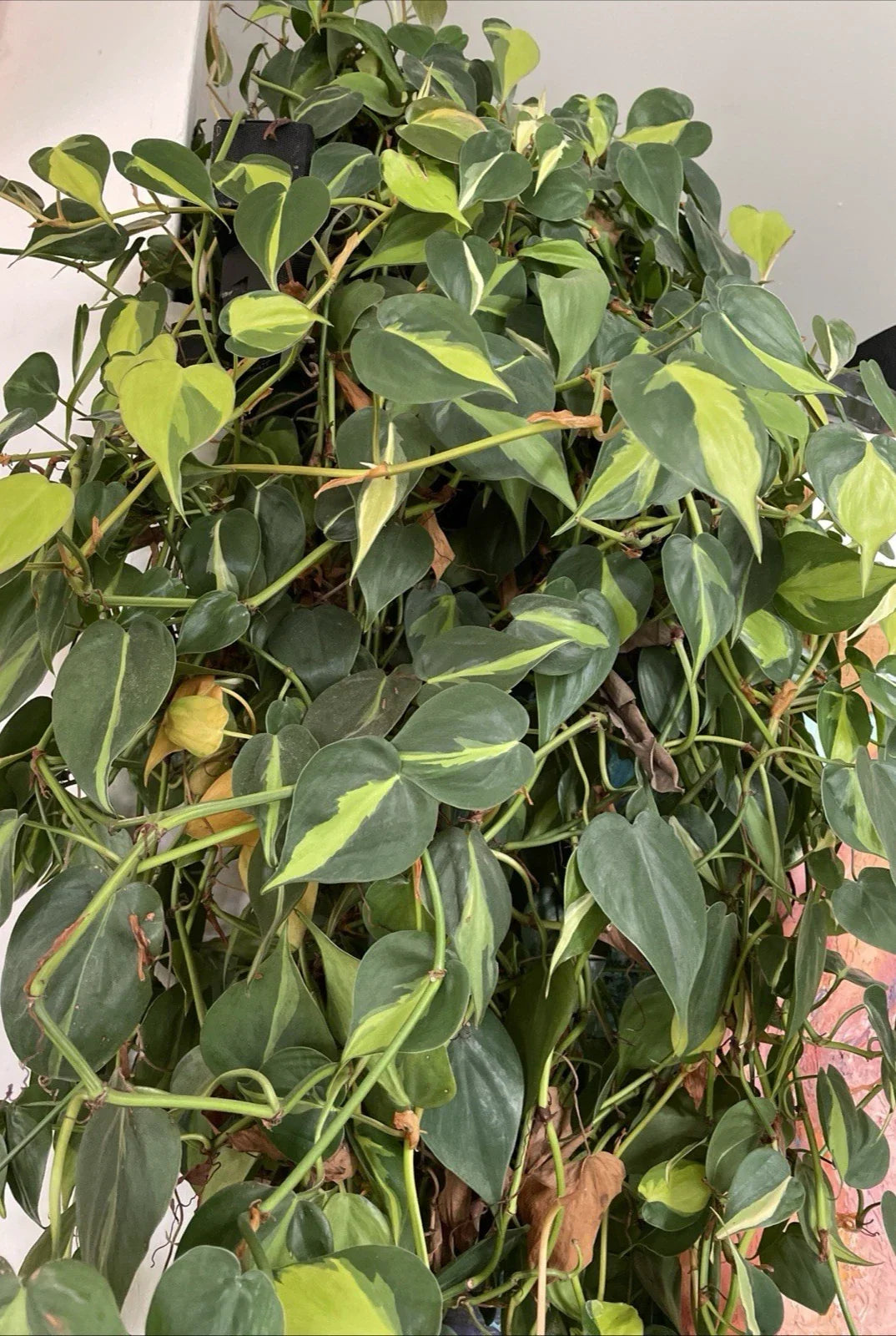 Philodendron Hederaceum 'Brasil' Variegated Trailing Houseplant Cuttings – Indoor Plant Decor, Easy to Propagate, Air-Purifying