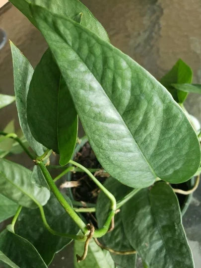 Cebu Blue Pothos Plant - 4" Pot - Epipremnum Pinnatum Climbing Philodendron - Easy Care Indoor Houseplant