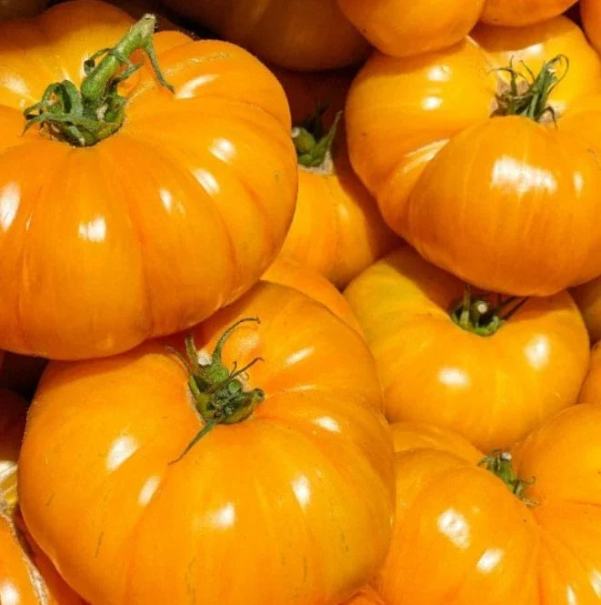 Brandywine Yellow Tomato Seeds - Heirloom Indeterminate Beefsteak, Non-GMO, 50 Pack for Home Gardens
