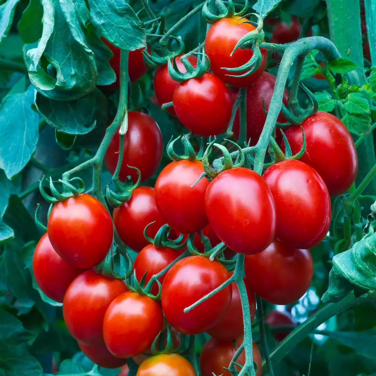 Heirloom Organic Cherry Tomato Seeds - 50+ Non-GMO Sweet Seeds for Home Gardening - Solanum lycopersicum