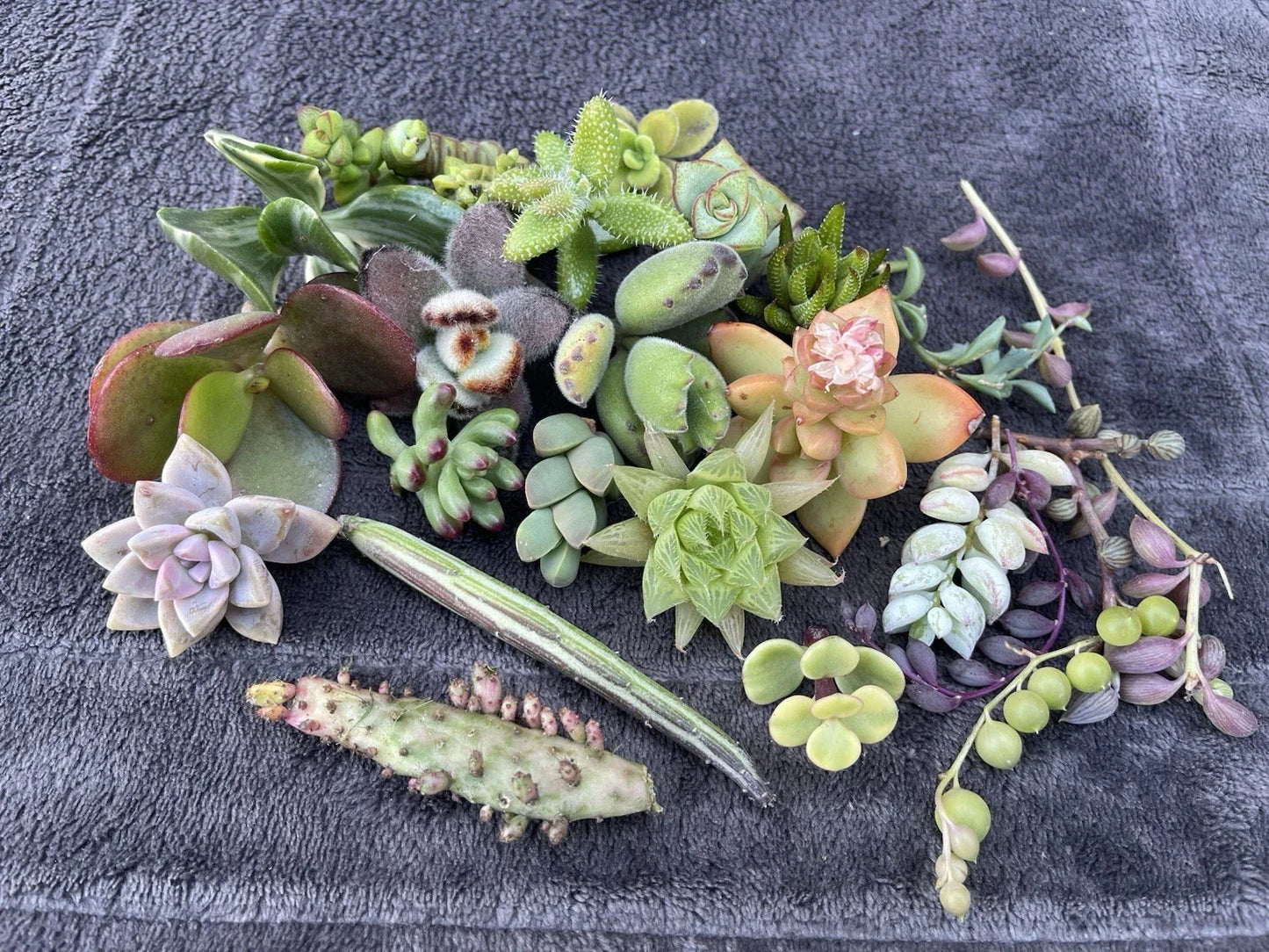 Assorted Succulent Cuttings Pack | 25 Varieties for DIY Plant Projects | Home Decor & Terrarium Plants