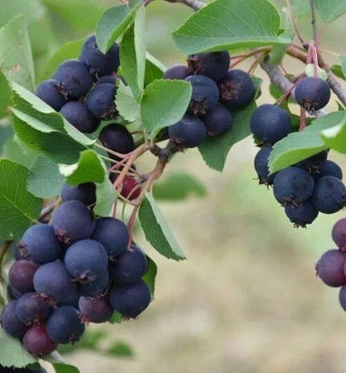 Dormant Allegheny Serviceberry Plant - Amelanchier laevis - Edible, Thornless, Self-Pollinating Shrub for Zones 4-8