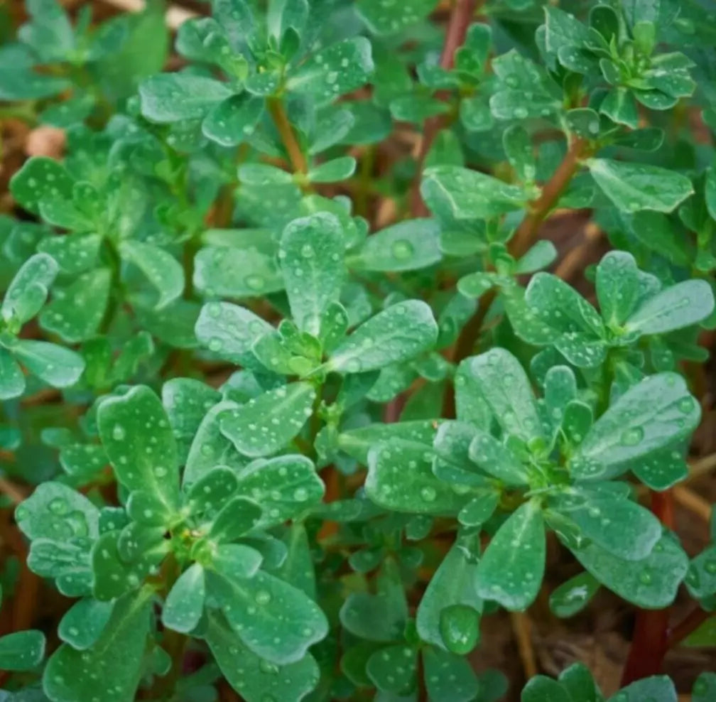 Green Purslane Seeds 1000+ Count Edible Portulaca oleracea sativa Garden Variety for Salads