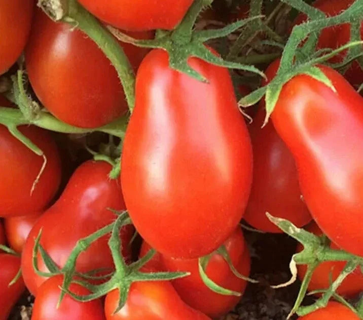 Italian Roma Tomato Seeds - 100+ Determinate Variety for Sauce, Garden, Solanum lycopersicum