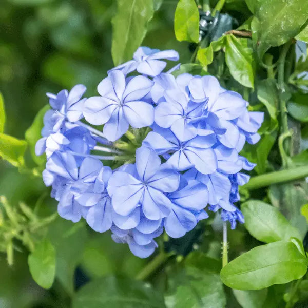 Cape Plumbago Seeds Packet of 50 Sky Blue Flowers, Plumbago auriculata, Perennial Garden Seeds