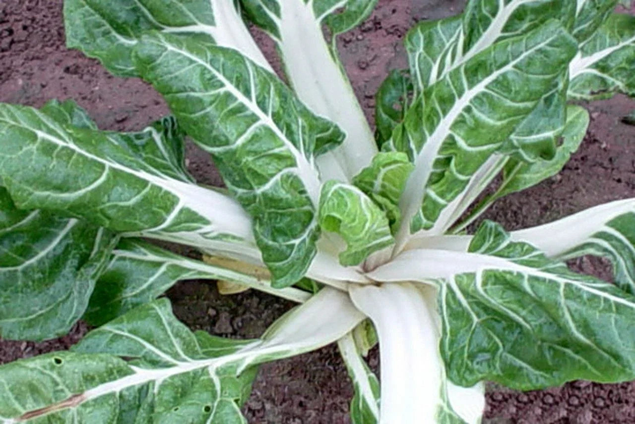 Swiss Chard Seeds 100 Ct Large White Ribbed Heirloom Non-GMO Beta vulgaris, Vegetable Garden, Leafy Greens, Free Shipping
