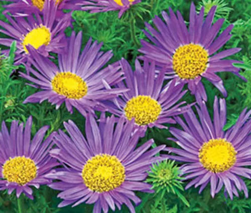Tahoka Daisy Seeds - Prairie Aster Blue - Machaeranthera tanacetifolia - Wildflower Garden, Pollinator Attracting, 150 Seeds