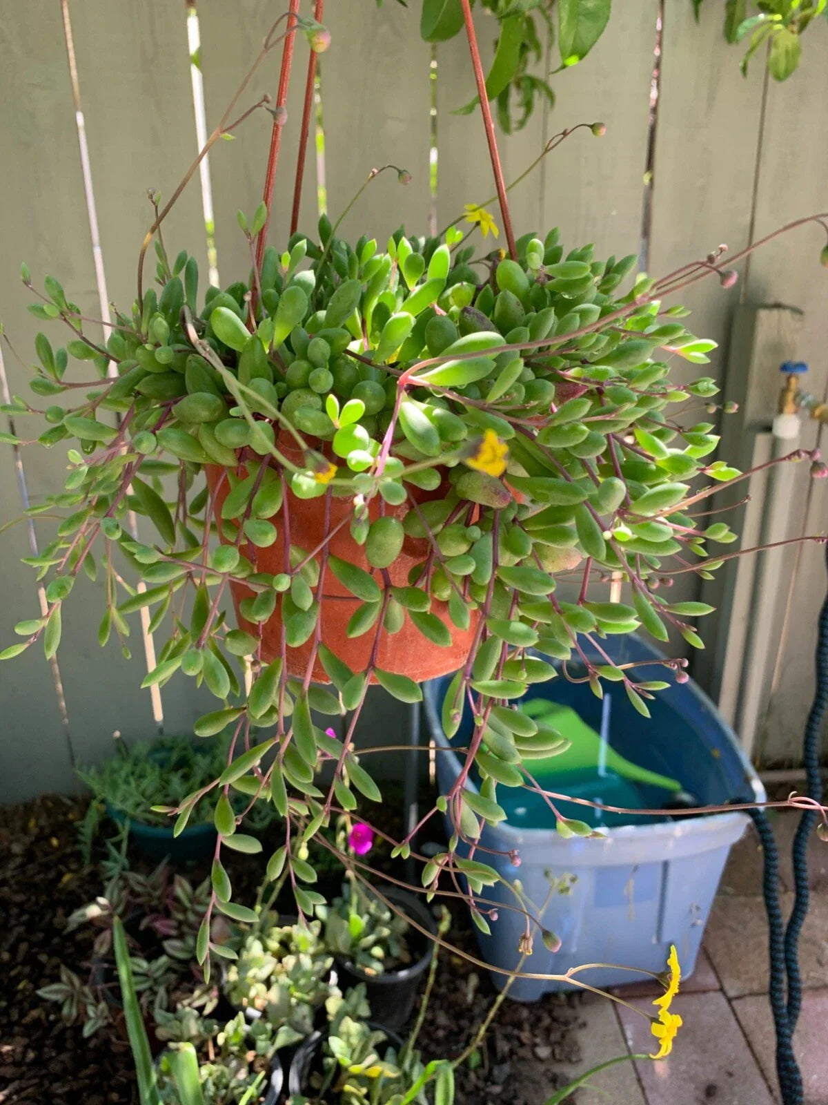 Nepenthes Tenuis x Mollis XL Rooted Cutting - Exotic Carnivorous Plant for Indoor Garden or Terrarium