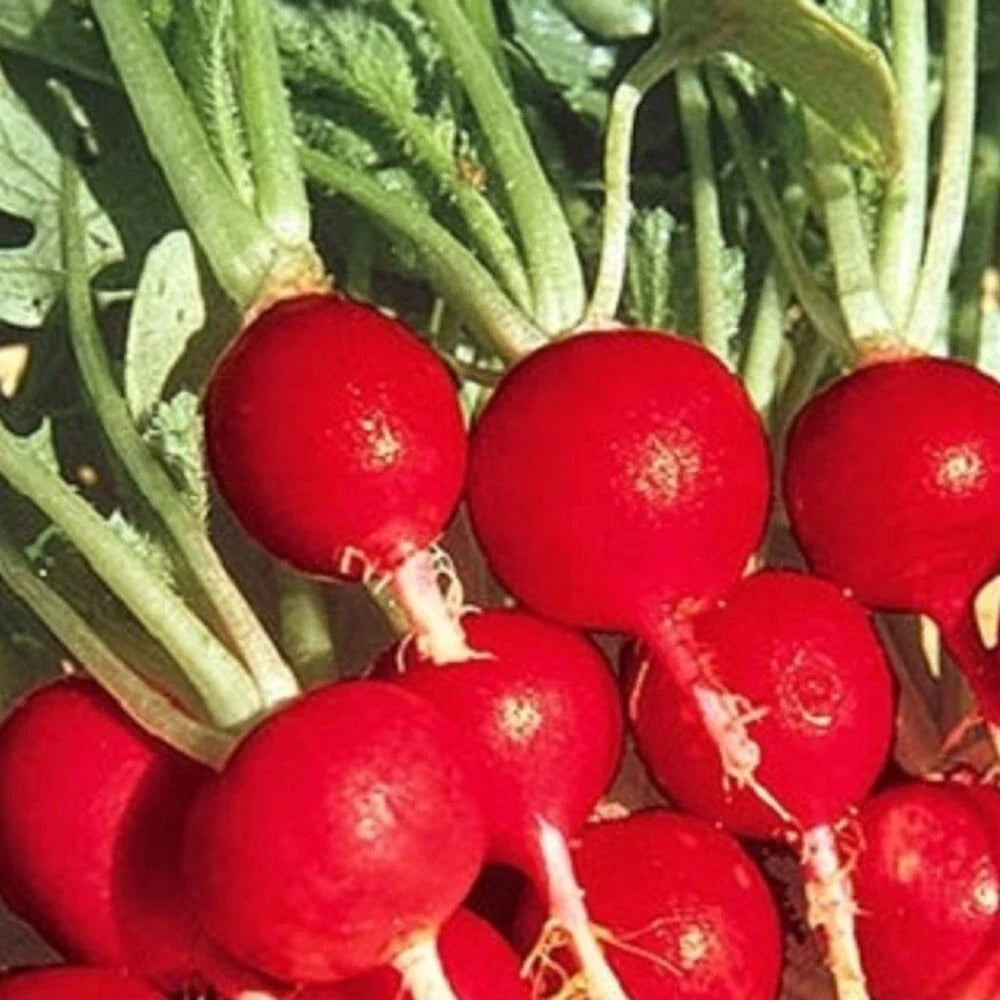 Champion Radish Seeds | NON-GMO Heirloom Garden Seeds | Fast-Growing, Crunchy Flavor | Raphanus sativus