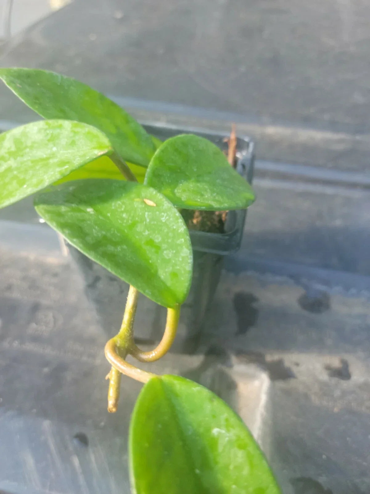 Hoya Carnosa Plant in 3-Inch Pot, Wax Houseplant, Indoor Trailing Plant, Fragrant Flowers, Low Maintenance