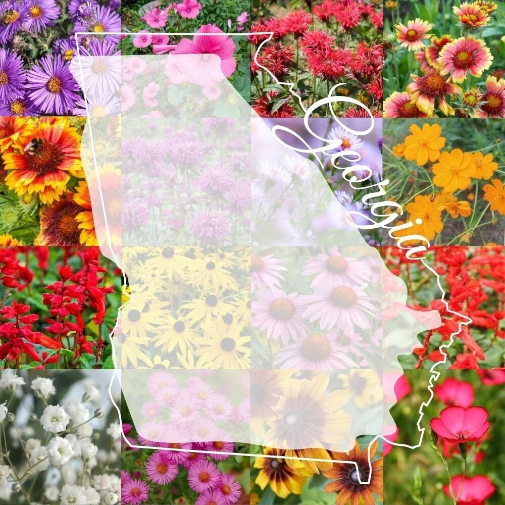 Georgia Wildflower Seed Mix 1/2LB - Native Multi-Color Blooms for Gardens and Meadows