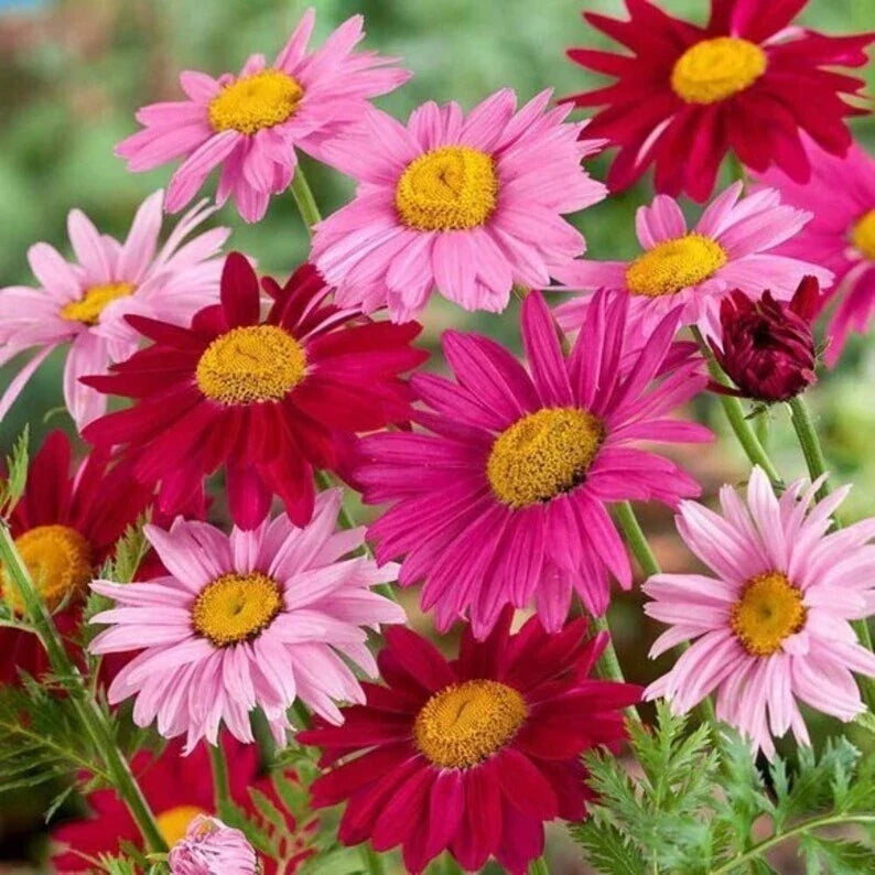 Painted Daisy Seeds - 200 Organic Perennial Seeds for Bright Colorful Blooms - Chrysanthemum cinerariifolium, USA Grown