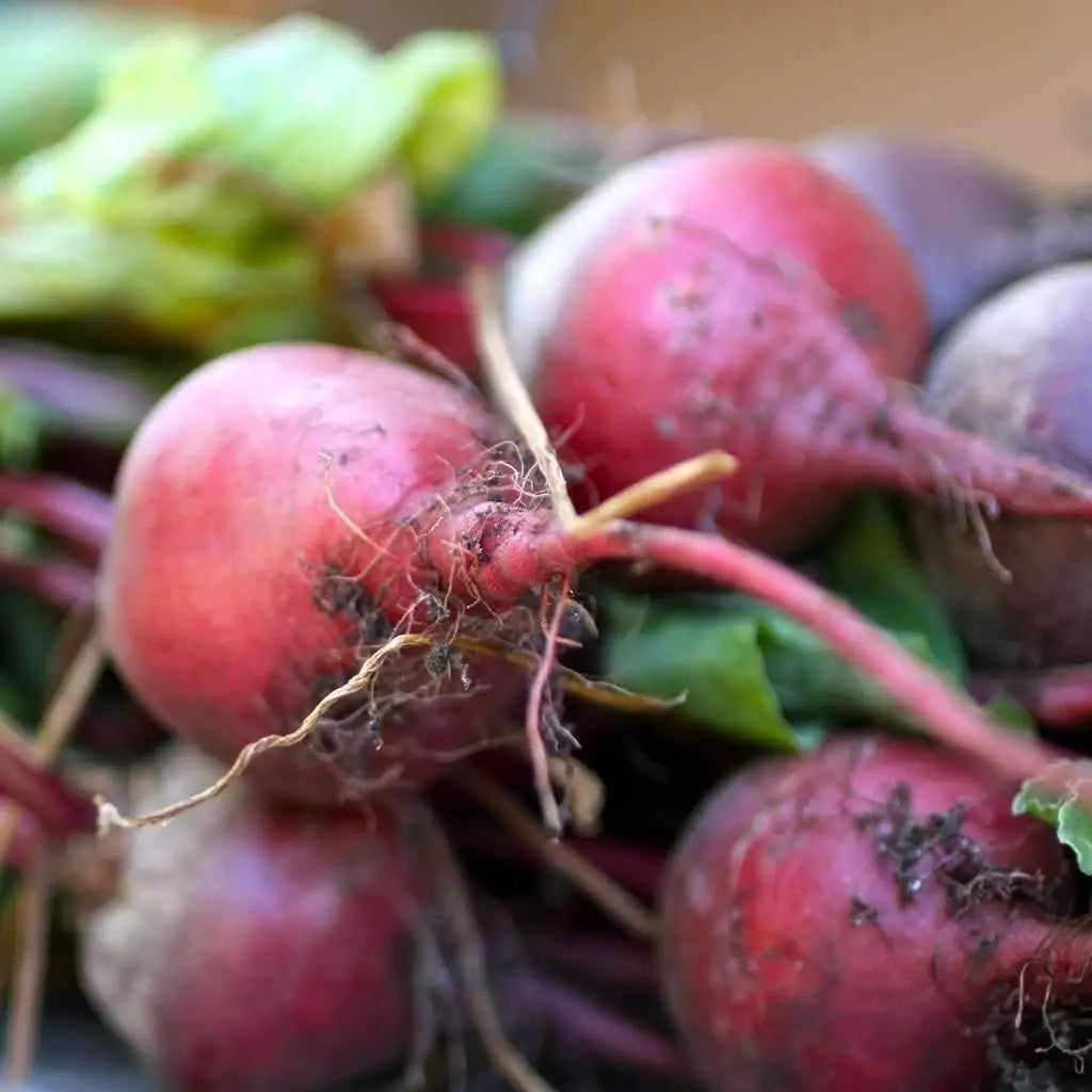 Early Wonder Beet Seeds - Non-GMO Tall Top Variety, Beta vulgaris, Vegetable Seeds for Home Gardening