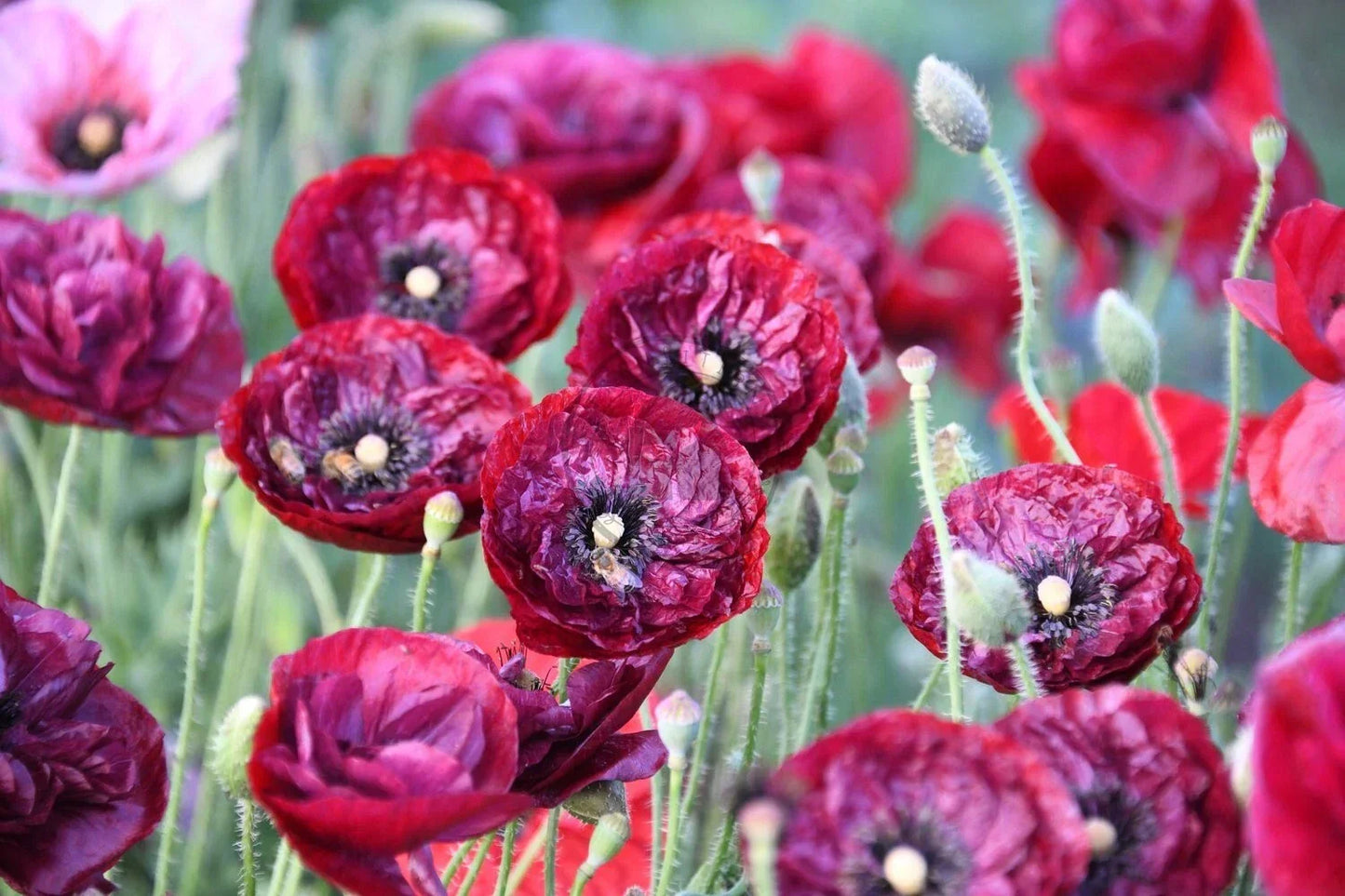 Shirley Poppy Seeds 200+ Count - Papaver rhoeas - USA Grown Annual Flowers