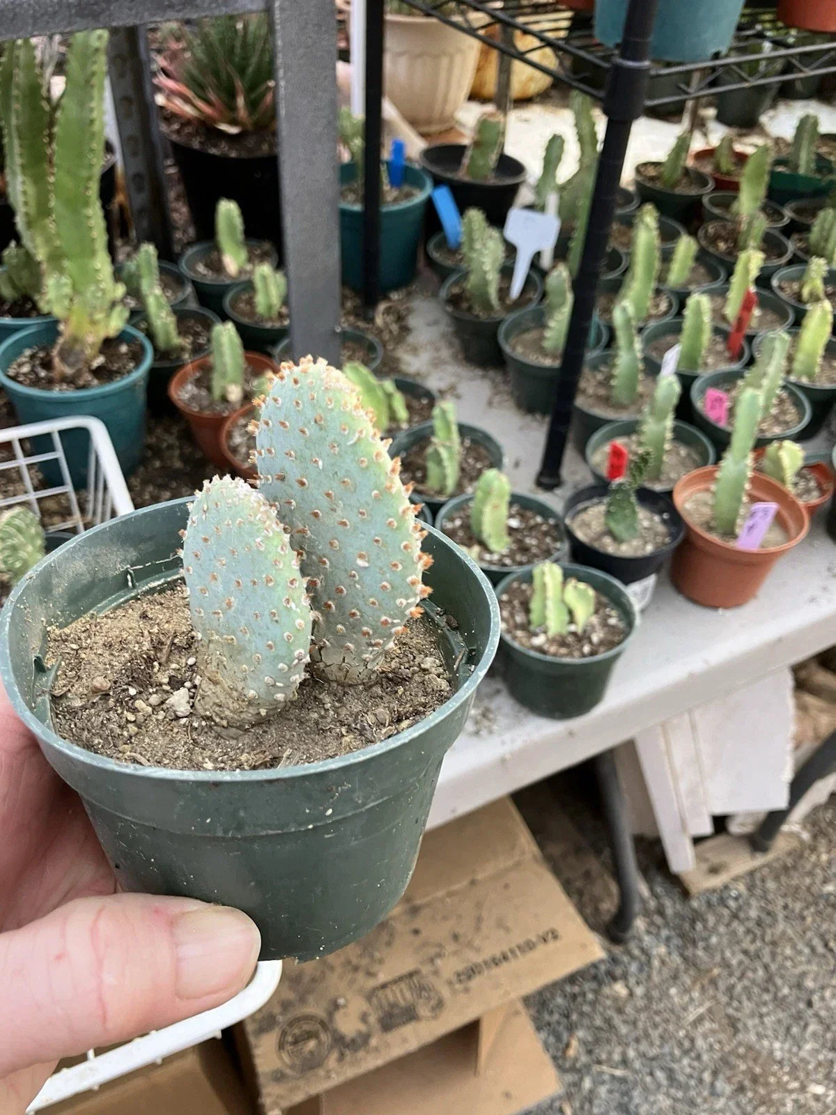 Beavertail Cactus 4-Inch Potted Opuntia basilaris Drought-Tolerant Succulent for Indoor Outdoor Gardens