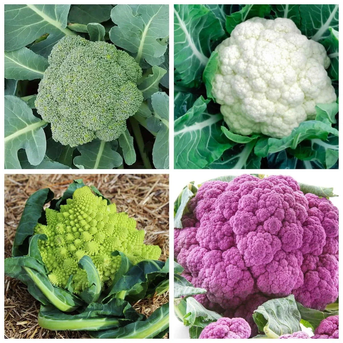 Rainbow Blend Cauliflower and Broccoli Seeds - Mixed Colors, Non-GMO, 300 Seeds, Compact Growth, Edible Garden Vegetables
