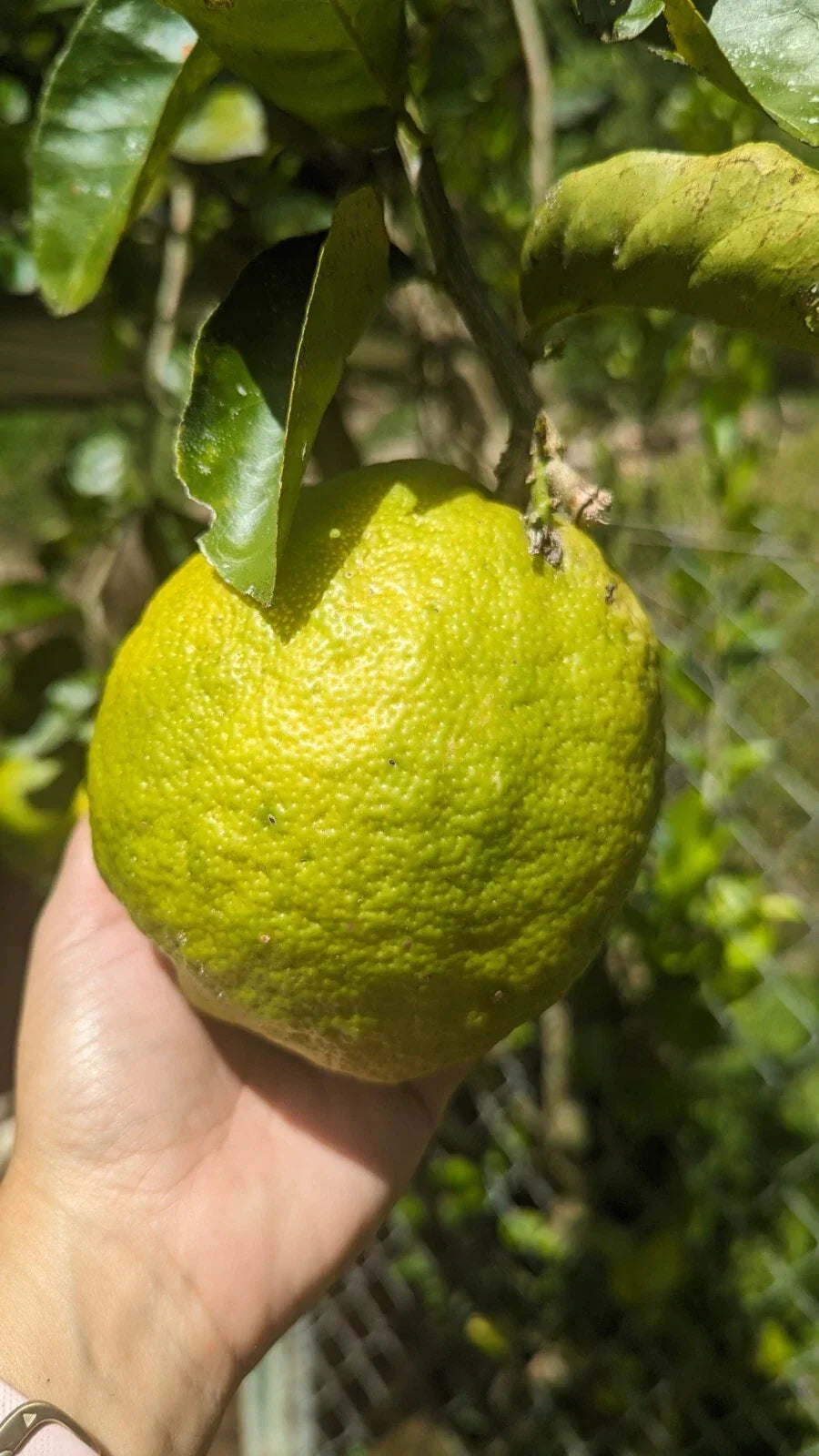Ponderosa Lemon Cutting for Crafts, Indoor or Outdoor, Citrus limon 'Ponderosa', Giant Sour Fruit Propagation