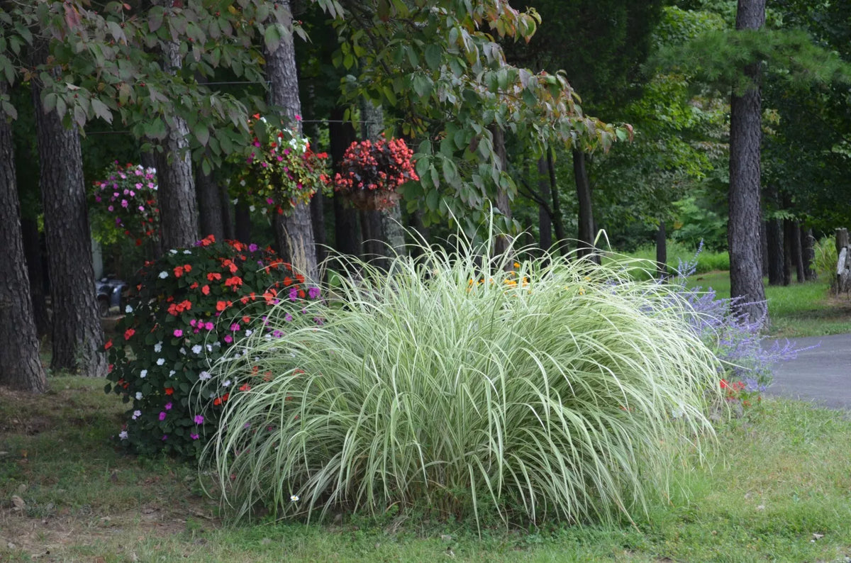 Variegated Silver Ornamental Grass - 3 Live Clumps - Miscanthus sinensis 'Variegatus'