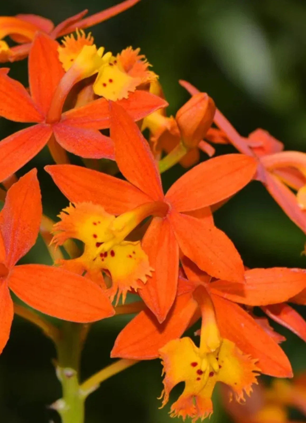 Epidendrum radicans Bare Root Orange Reed Orchid - Tropical Orchid Plant for Home Decor and Gardens