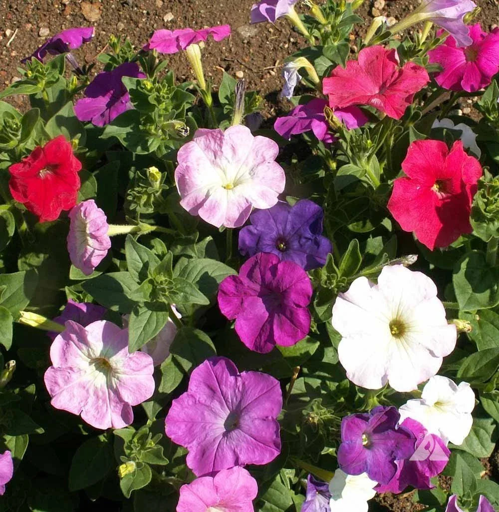 Dwarf Petunia Seeds - Multicolor Mix, Compact Petunia x hybrida for Gardens & Containers, Easy to Grow