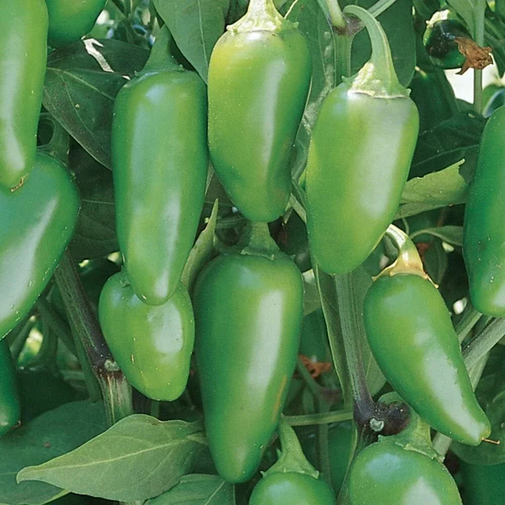 Jalapeno Hot Pepper Seeds – Non-GMO Heirloom Capsicum annuum for Spicy Culinary Use, 50+ Seeds Seed Packet