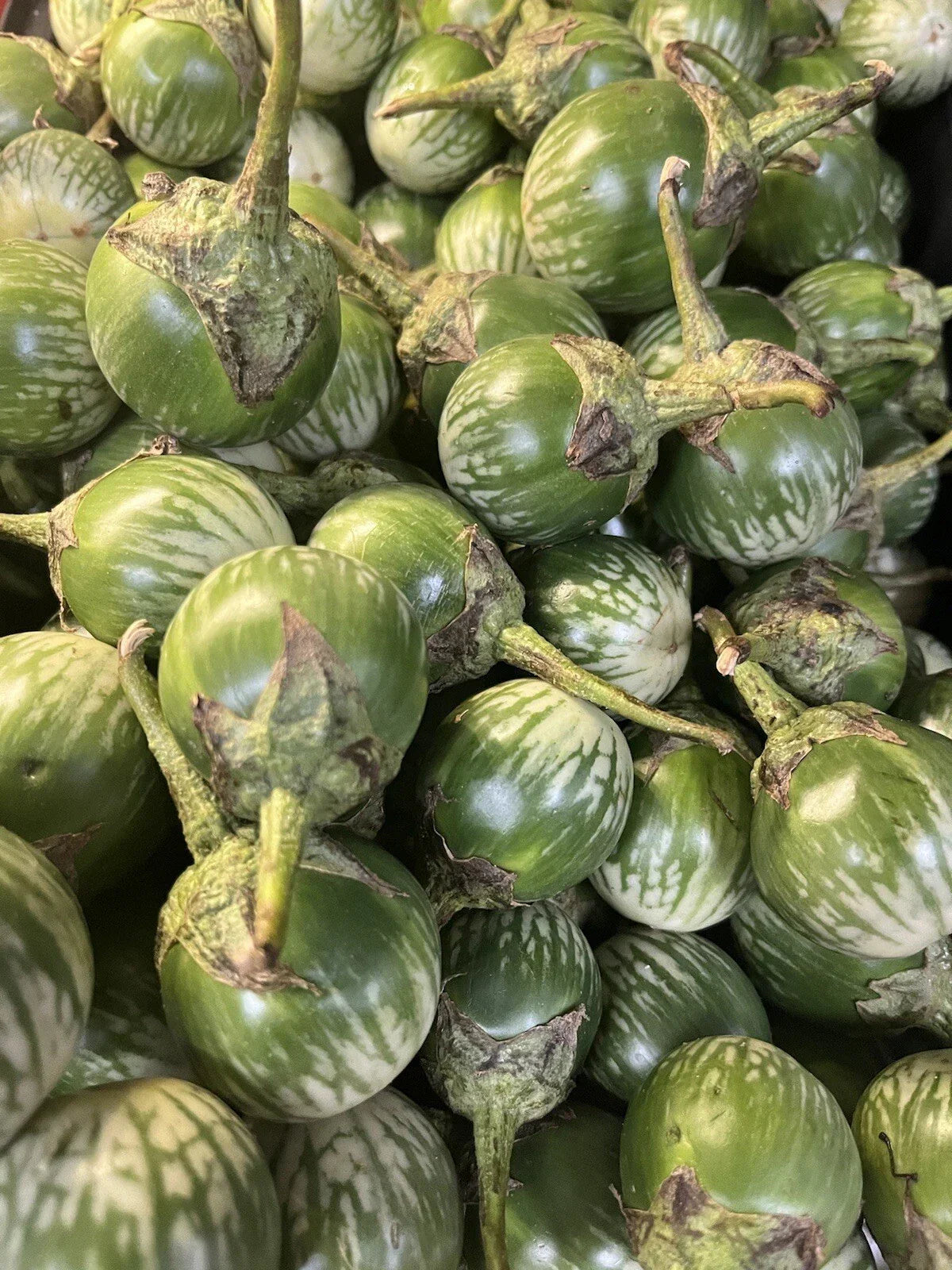 Thai Green Eggplant Seeds - 50+ Round Heirloom Seeds for Home Gardening
