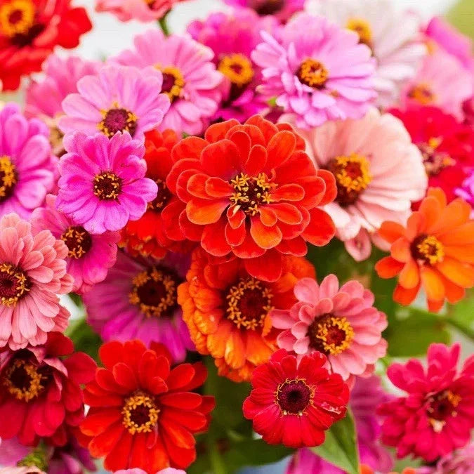 Dahlia Flowered Zinnia Seeds Mix - 110 Seeds - Colorful Blooming Variety - Zinnia elegans - Full Sun Annual Garden Flower