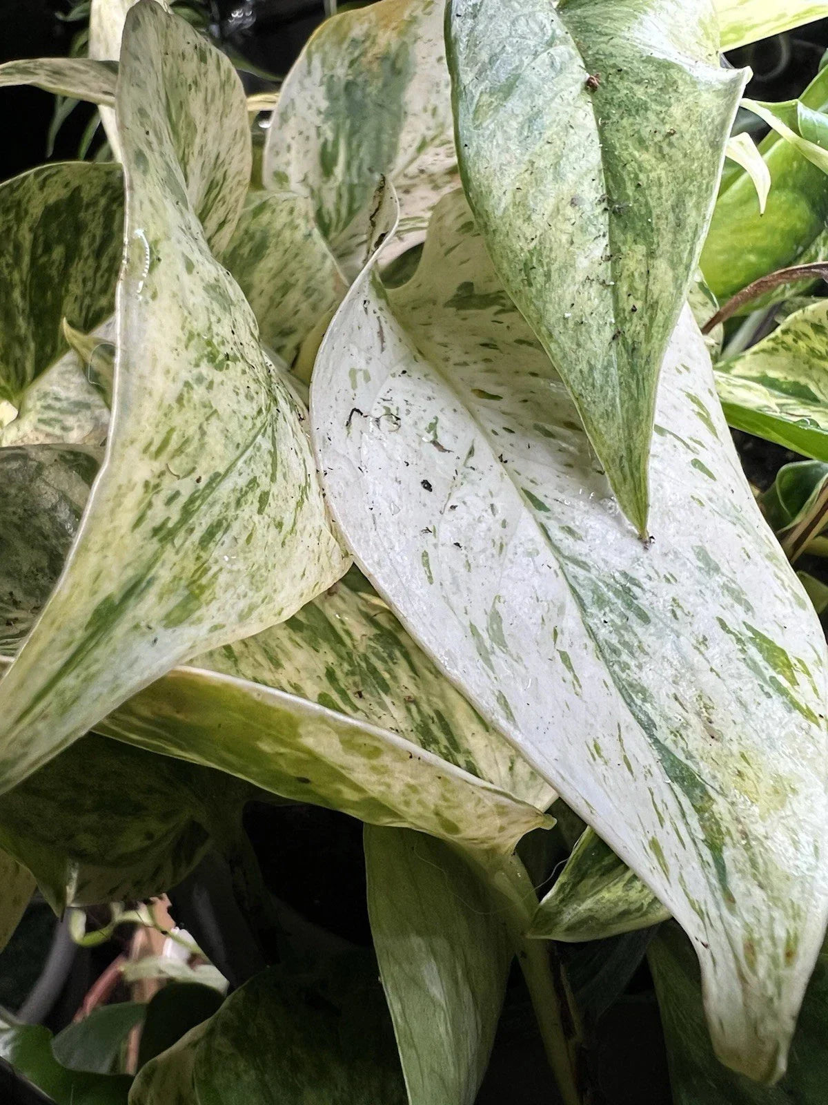 Marble Queen Pothos Live Plant - Variegated Epipremnum aureum, Air Purifying Houseplant, Trailing Vine, Indoor Decor