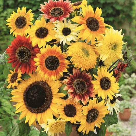 Sunflower Seed Mix - 50 Non-GMO Helianthus annuus Varieties for Bees & Pollinators
