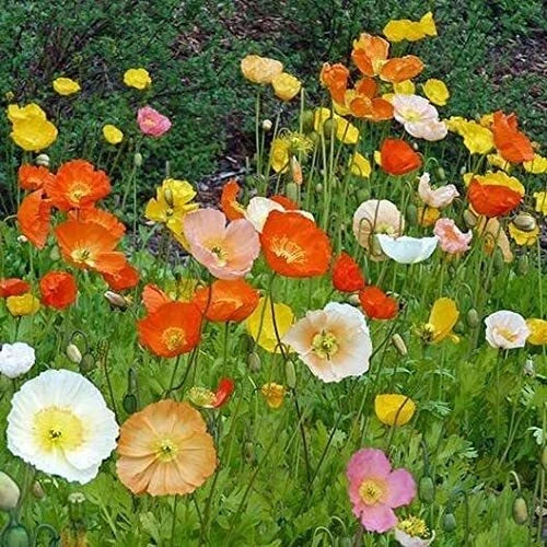 Iceland Poppy Seeds - Exotic Heirloom Papaver nudicaule - 100 Seeds for Planting